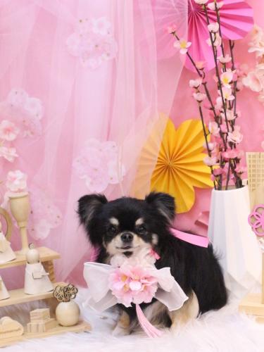 20250308プリンちゃん